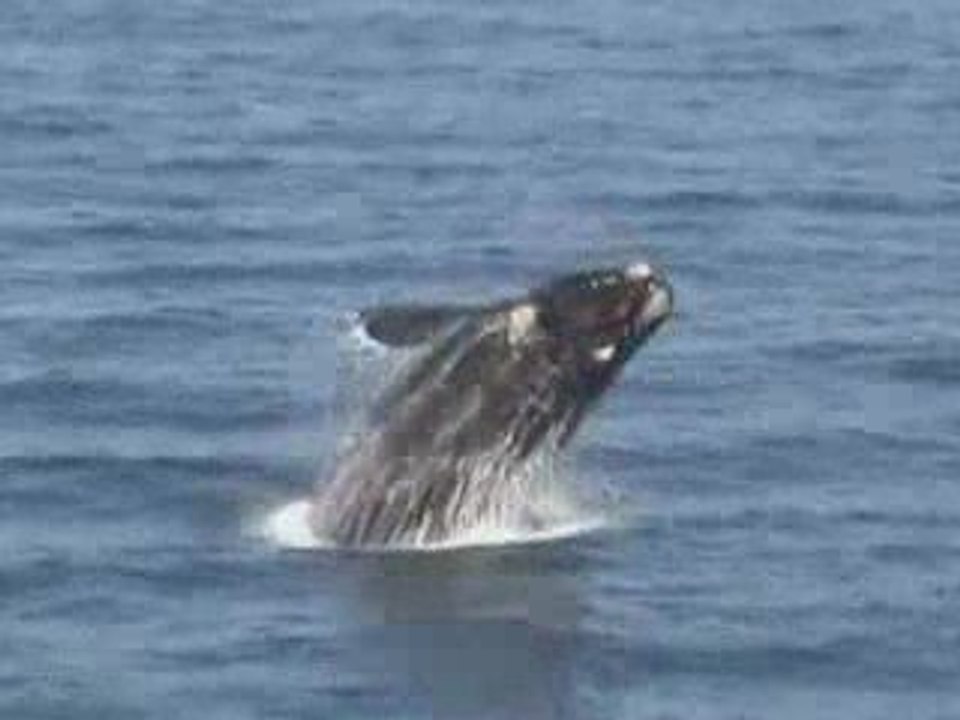 Baleine Franche Australe Patagonie