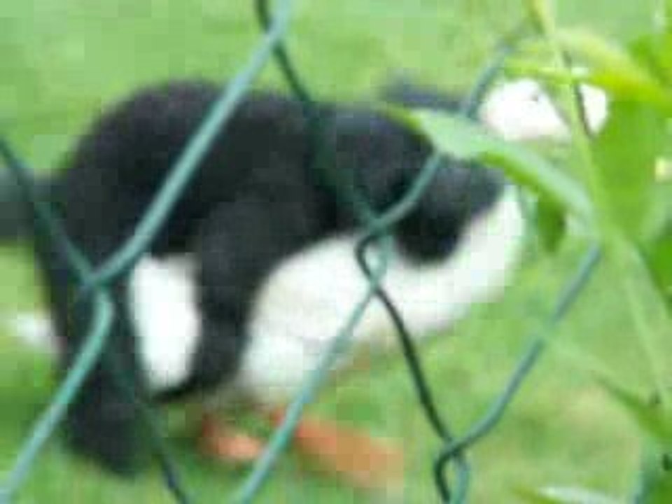 Canard Farci / Blog-videos.org