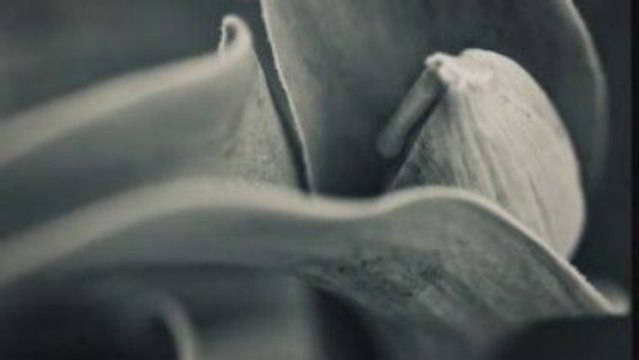 Photographe Jean-François Dupuis