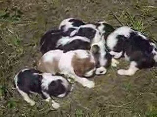 Bébés de Cissy a 4 semaines