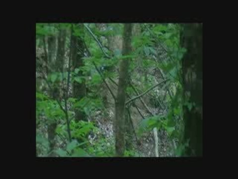 paintballrangers : les origines , premiers pas dans les bois entre amis