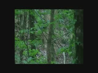 paintballrangers : les origines , premiers pas dans les bois entre amis