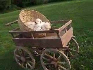 Clip video chiots ATHENA nés le 18 04 09