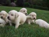 Clip video chiots ATHENA nés le 18 04 09 (2)
