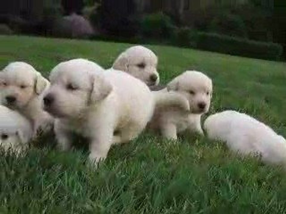 Clip video chiots ATHENA nés le 18 04 09 (2)