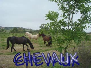 Chevaux