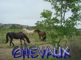 Chevaux