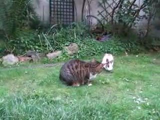 Le chat la souris et le lapin