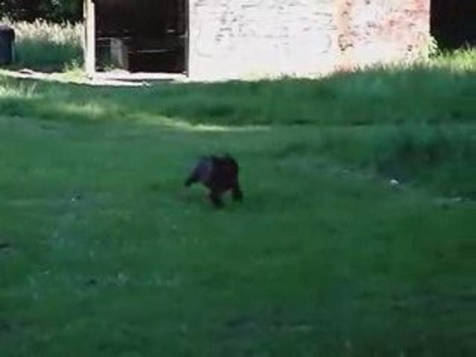Dog_running_in_slow_motion_(hq)