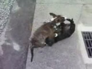 booba le staffie et bull-terrier