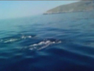 ΕΞΩ ΑΠΟ ΤΟ ΚΟΡΘΙ ,ΔΕΛΦΙΝΙΑ ΣΤΗΝ ΠΑΡΕΑ