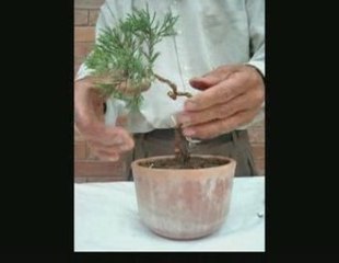 Bonsai Magico - Bunjin - Video 11 - bonsaimagicobunjin.com