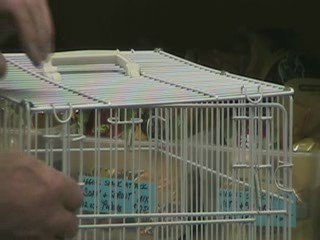 Fold Away Exotic Bird Carrier Explained