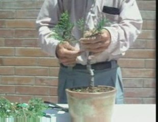 Bonsai Magico - Bunjin - Video 12 - bonsaimagicobunjin.com