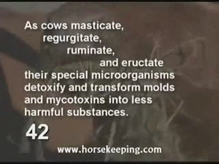 Horse Hay Storage  10 Tips to Store Horse hay Safely