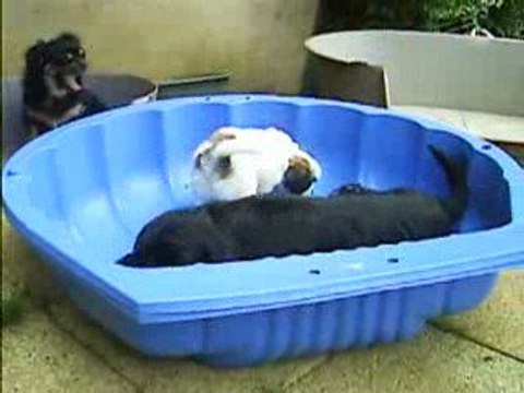 SA400026angy et les chiots les foufou