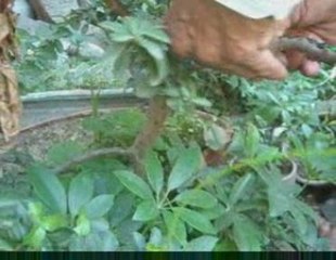 Bonsai Magico - Bunjin - Video 15 - bonsaimagicobunjin.com