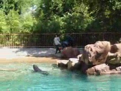 le repas des otaries