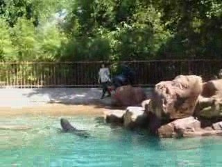 le repas des otaries