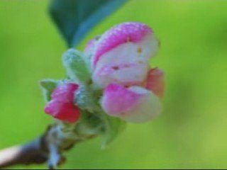 Friend of a Wounded Heart