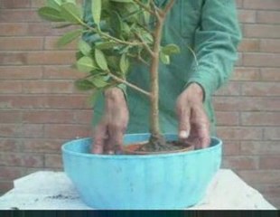 Bonsai Magico - Bunjin - Video 16 - bonsaimagicobunjin.com