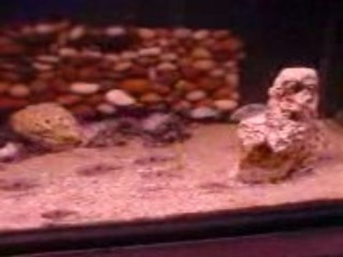 Yunus yavruları-taşduvar dekorlu