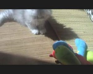 chaton persan chinchilla
