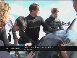 Sauvetage de baleines en Afrique du sud