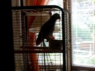 Coco siffle "le pont de la rivière kwai"