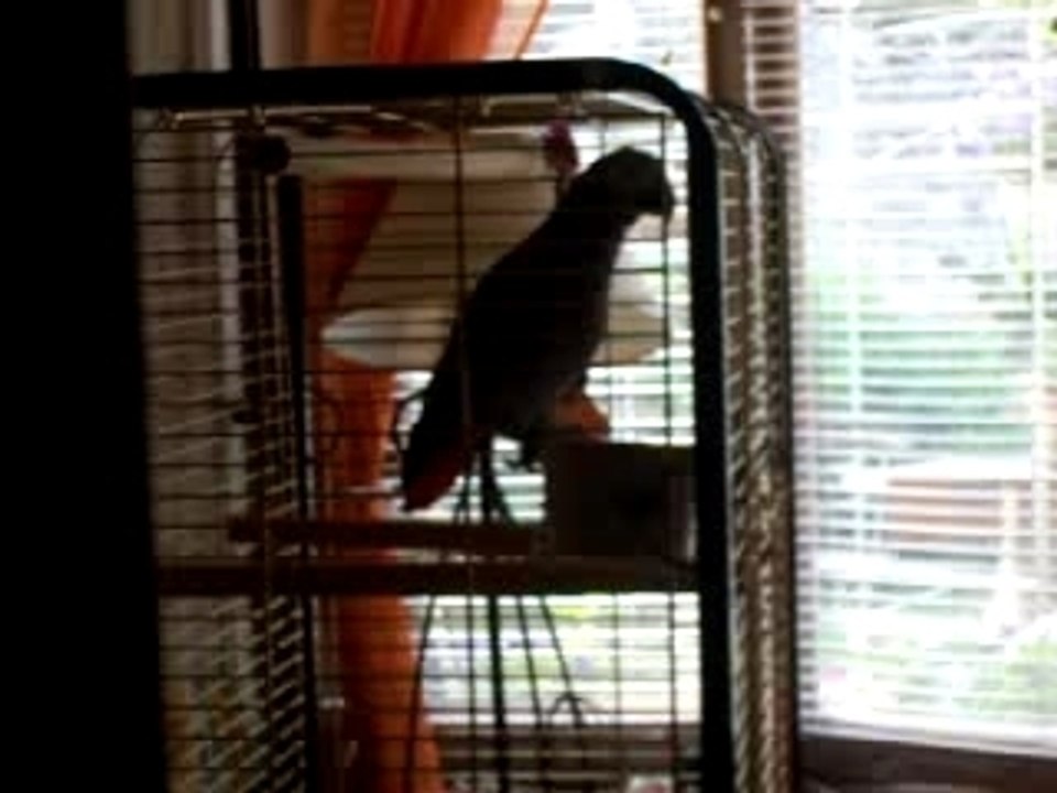 Coco siffle "le pont de la rivière kwai"