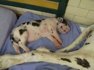 Bébés 16 JOURS 31 05 2009