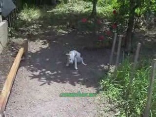 Hasan Alinin Çiftliği