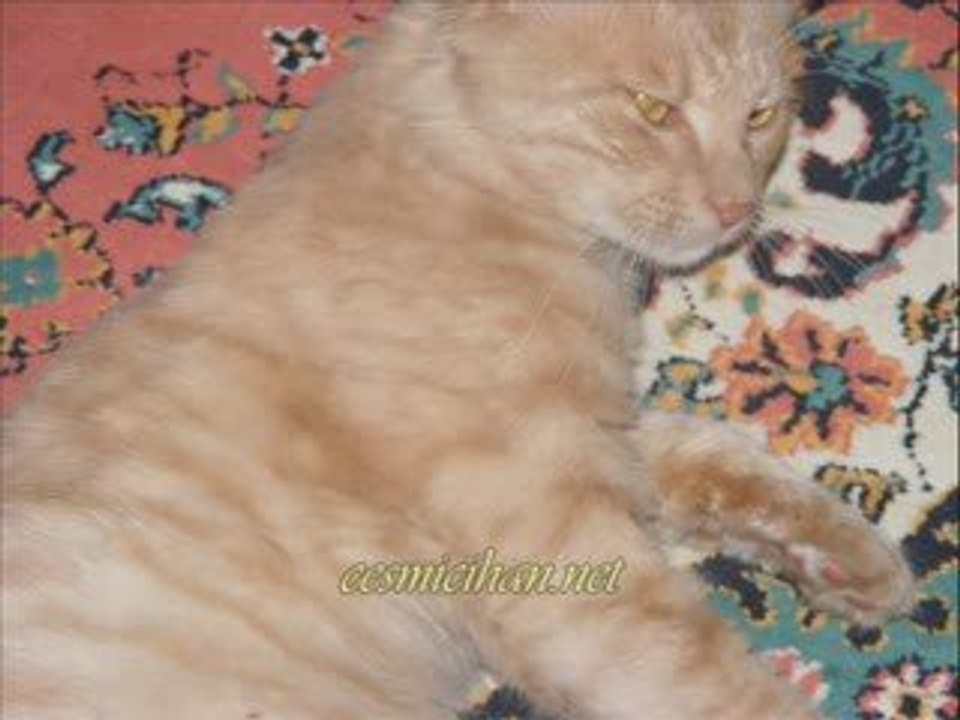 Barış Manço(kol düğmeleri)