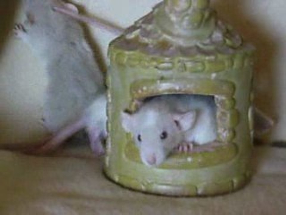 Portée Cassi*Volcan - 1 mois