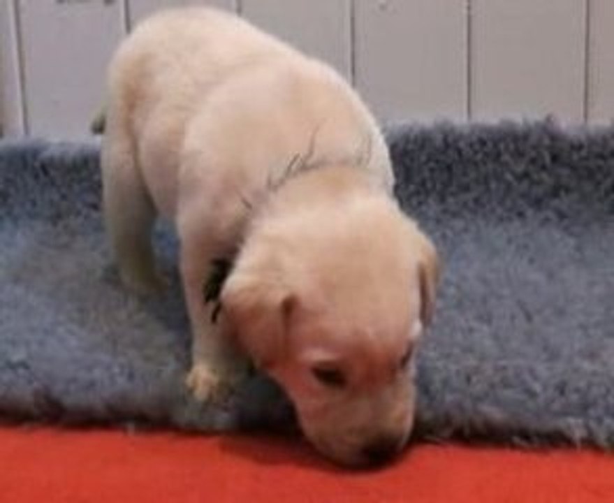 Chiots labradors à 4 semaines Portée Bess Pearl 09