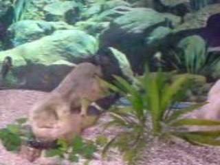 881büyükte iki baba erkek kavga ediyo