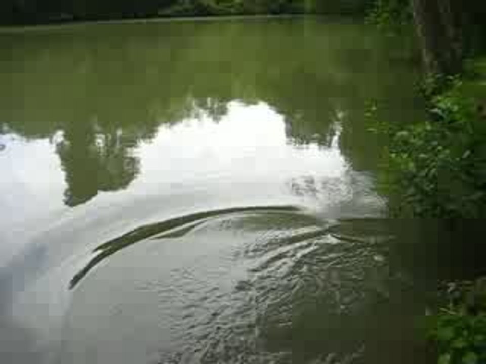 Carpe-breteuil3