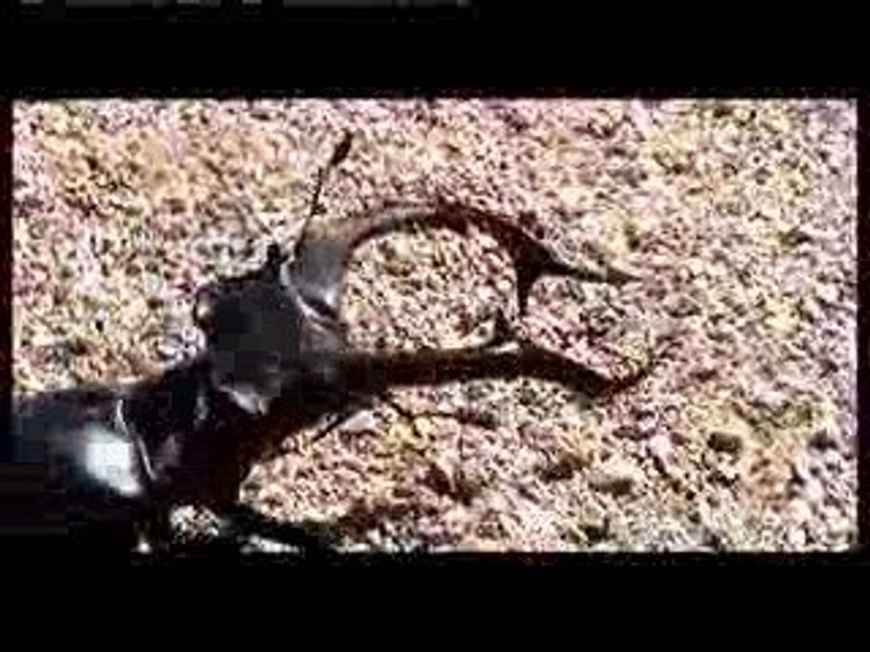 Lucanus cervus akbecianus