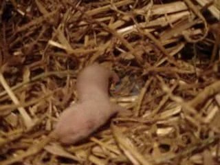 Mini Akao's 4eme jours