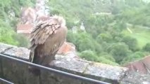 Le vautour de Rocamadour