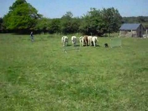 Démo de chien de troupeau, Diesel Border Collie d'un an