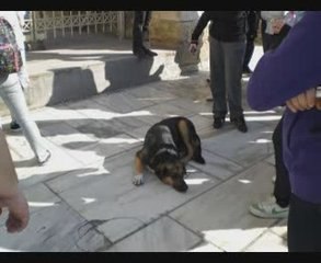 TEMPS DE CHIEN A ATHENES TIEMPO DE PERROS EN ATENAS