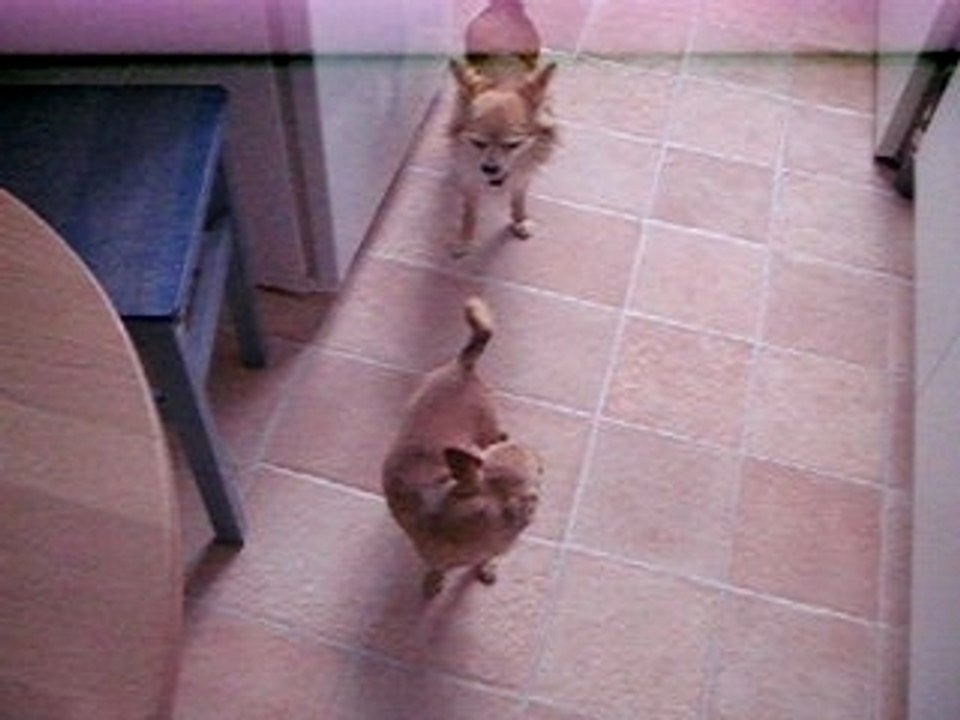 Vidéo lola brutus mai 2009 003