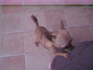 Vidéo lola brutus mai 2009 004