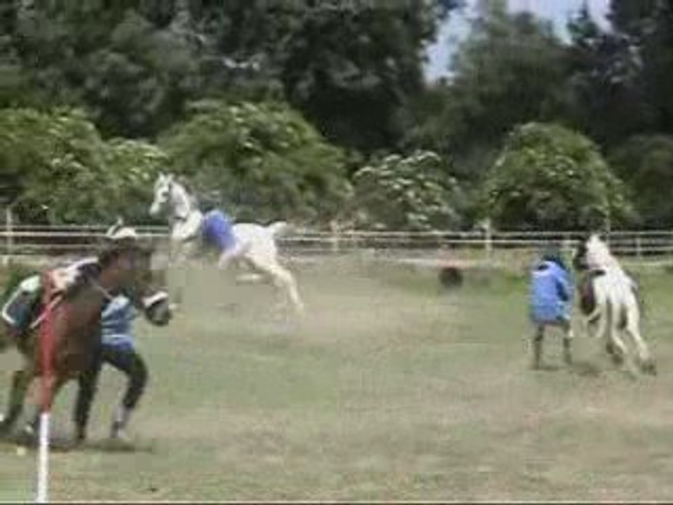 OpenElite_chausettes