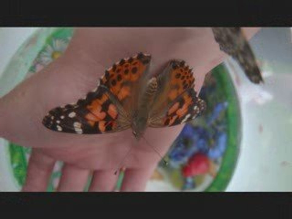 Chenilles et papillons