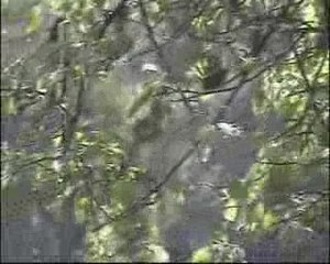 TOUS COMME LES IMPURS PASTEUR GOUDRON