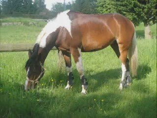 Souvenirs des Derniers Jours .