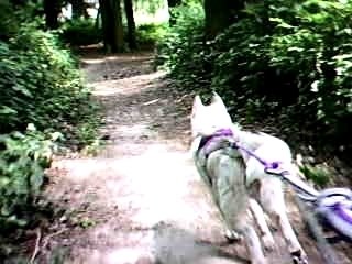 entrainement cani vtt