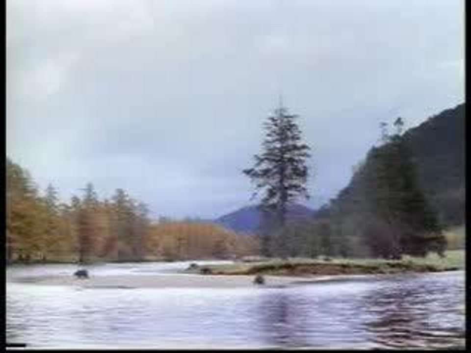 Funny videos - Bear fight funny as shit